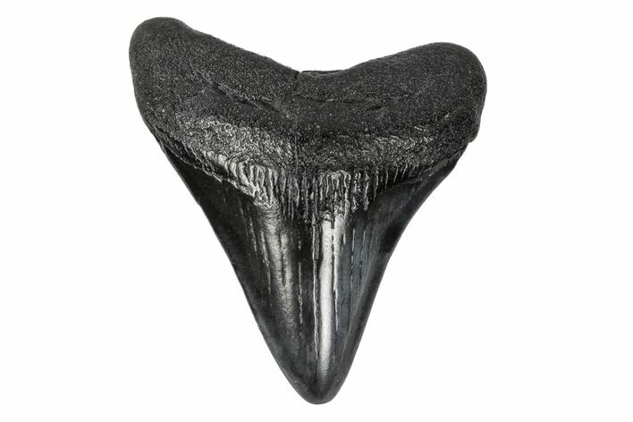 Juvenile Megalodon Tooth - South Carolina #168181